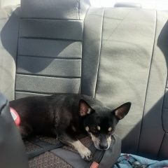 Подробнее об объявлении «Пропала собака кобель Одинцово» Фото: пропала собака  «Пропала собака кобель Одинцово» в г. Одинцово