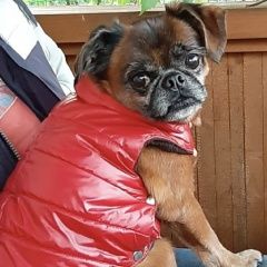 Подробнее об объявлении «Пропала собака кобель пти брабансон рыжий Санкт-Петербург» Фото: пропала собака Пти-брабансон «Пропала собака кобель пти брабансон рыжий...» в г. Санкт-Петербург