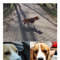 Картинка пропала собака В городе Ногинск потерялась собака. Ногинск
