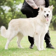 Подробнее об объявлении «Пропала собака кобель пос клюквенный и воря-богородское Красноармейск (Московская обл.)» Фото: пропала собака  «Пропала собака кобель пос клюквенный и...» в г. Красноармейск (Московская обл.)