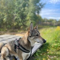 Подробнее об объявлении «Тюмень Пропала собака потерялась лайка» Фото: пропала собака Западно-сибирская лайка «Тюмень Пропала собака потерялась лайка» в г. Тюмень