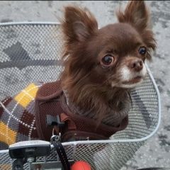 Подробнее об объявлении «Пропала собака чихуахуа Санкт-Петербург» Фото: пропала собака Чихуахуа «Пропала собака чихуахуа Санкт-Петербург» в г. Санкт-Петербург