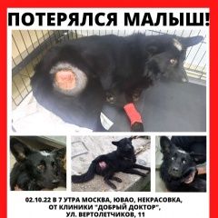 Подробнее об объявлении «Пропала собака кобель Некрасовка» Фото: пропала собака  «Пропала собака кобель Некрасовка» в г. Некрасовка