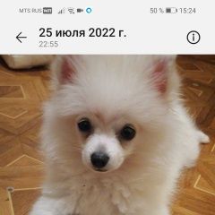 Подробнее об объявлении «Липецк Пропала собака кобель» Фото: пропала собака Японский шпиц «Липецк Пропала собака кобель» в г. Липецк