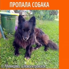 Подробнее об объявлении «Пропала собака кобель пес кузя Истра» Фото: пропала собака  «Пропала собака кобель пес кузя Истра» в г. Истра