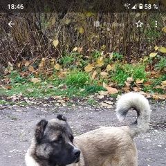 Подробнее об объявлении «Клинцы Пропала собака кобель» Фото: пропала собака  «Клинцы Пропала собака кобель» в г. Клинцы