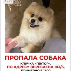 Подробнее об объявлении «Пропала собака кобель Ростов-на-Дону» Фото: пропала собака Померанский шпиц «Пропала собака кобель Ростов-на-Дону» в г. Ростов-на-Дону