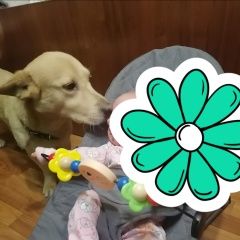 Подробнее об объявлении «Астрахань Пропала собака кобель» Фото: пропала собака  «Астрахань Пропала собака кобель» в г. Астрахань