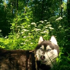 Подробнее об объявлении «Пропала собака кобель черно-белый пес хаски Чебоксары» Фото: пропала собака  «Пропала собака кобель черно-белый пес хаски...» в г. Чебоксары