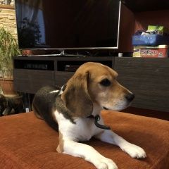 Подробнее об объявлении «Мытищи Пропала собака кобель бигль, 8лет, кобель» Фото: пропала собака Бигль «Мытищи Пропала собака кобель бигль, 8лет, кобель» в г. Мытищи