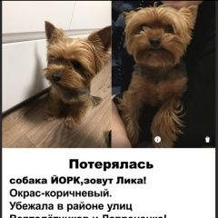 Картинка пропала собака В городе Некрасовка исчезла собаченка. Некрасовка