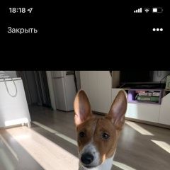 Подробнее об объявлении «Санкт-Петербург Пропала собака кобель» Фото: пропала собака Басенджи «Санкт-Петербург Пропала собака кобель» в г. Санкт-Петербург
