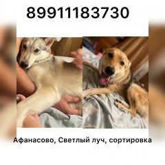 Подробнее об объявлении «Иваново Пропала собака» Фото: пропала собака  «Иваново Пропала собака» в г. Иваново