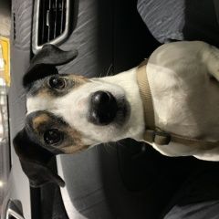 Подробнее об объявлении «Пропала собака породы джек рассел терьер Симферополь» Фото: пропала собака Джек рассел терьер «Пропала собака породы джек рассел терьер...» в г. Симферополь