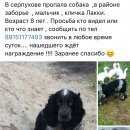 Подробнее об объявлении «Пропала собака кобель Серпухов» Фото: пропала собака Русский охотничий спаниель «Пропала собака кобель Серпухов» в г. Серпухов