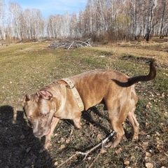 Подробнее об объявлении «Челябинск Пропала собака кобель» Фото: пропала собака Стаффордширский бультерьер «Челябинск Пропала собака кобель» в г. Челябинск