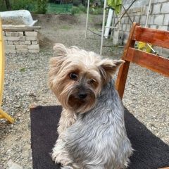 Подробнее об объявлении «Пропала собака помогите Ставрополь» Фото: пропала собака Йоркширский терьер «Пропала собака помогите Ставрополь» в г. Ставрополь