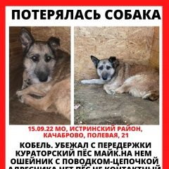Подробнее об объявлении «Пропала собака кобель пёс майк Истра» Фото: пропала собака  «Пропала собака кобель пёс майк Истра» в г. Истра