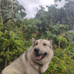 Картинка пропала собака В городе Чебоксары потерялся пес. Чебоксары