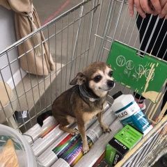 Подробнее об объявлении «Пропала собака кобель думаем что нашли. но, не знают что мы ж Одинцово» Фото: пропала собака Той-терьер «Пропала собака кобель думаем что нашли. но, не...» в г. Одинцово