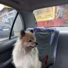 Подробнее об объявлении «Омск Пропала собака кобель» Фото: пропала собака Померанский шпиц «Омск Пропала собака кобель» в г. Омск