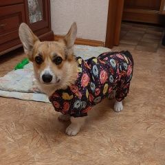 Подробнее об объявлении «Омск Пропала собака» Фото: пропала собака Вельш корги «Омск Пропала собака» в г. Омск