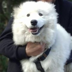 Подробнее об объявлении «Анапа Пропала собака лайка самоед» Фото: пропала собака Самоедская лайка «Анапа Пропала собака лайка самоед» в г. Анапа