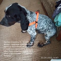 Подробнее об объявлении «Пропала собака кобель помогите найти любимца Симферополь» Фото: пропала собака Русский охотничий спаниель «Пропала собака кобель помогите найти любимца...» в г. Симферополь