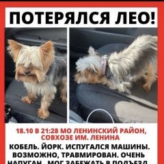 Подробнее об объявлении «Москва Пропала собака кобель в мо.поселок имени ленина» Фото: пропала собака Йоркширский терьер «Москва Пропала собака кобель в мо.поселок имени...» в г. Москва