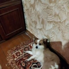 Подробнее об объявлении «Саров (Нижегородская обл.) Пропала собака маленькая собачка белая с рыжим» Фото: пропала собака  «Саров (Нижегородская обл.) Пропала собака...» в г. Саров (Нижегородская обл.)