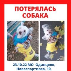 Подробнее об объявлении «Пропала собака кобель в Одинцово» Фото: пропала собака Китайская хохлатая собака «Пропала собака кобель в Одинцово» в г. Одинцово
