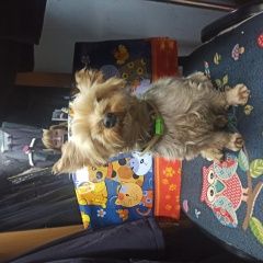 Подробнее об объявлении «Пропала собака кобель йорк Симферополь» Фото: пропала собака Йоркширский терьер «Пропала собака кобель йорк Симферополь» в г. Симферополь