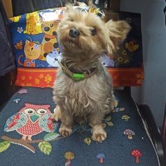 Подробнее об объявлении «Пропала собака кобель Симферополь» Фото: пропала собака Йоркширский терьер «Пропала собака кобель Симферополь» в г. Симферополь