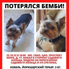 Подробнее об объявлении «Москва Пропала собака кобель йорк.» Фото: пропала собака Йоркширский терьер «Москва Пропала собака кобель йорк.» в г. Москва