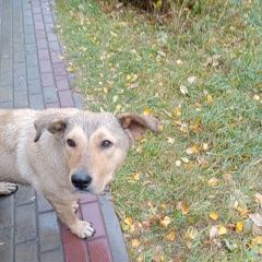 Подробнее об объявлении «Омск Пропала собака» Фото: пропала собака  «Омск Пропала собака» в г. Омск