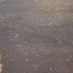 Подробнее об объявлении «Москва Пропала собака кобель метис таксы в голубых лямках» Фото: пропала собака  «Москва Пропала собака кобель метис таксы в...» в г. Москва