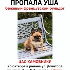Подробнее об объявлении «Москва Пропала собака французский бульдог уша - цао хамовники» Фото: пропала собака Французский бульдог «Москва Пропала собака французский бульдог уша -...» в г. Москва