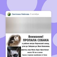 Подробнее об объявлении «Санкт-Петербург Пропала собака помогите пожалуйста найти собаку» Фото: пропала собака  «Санкт-Петербург Пропала собака помогите...» в г. Санкт-Петербург