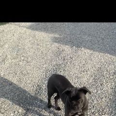 Подробнее об объявлении «Пропала собака Белореченск» Фото: пропала собака Кане-корсо «Пропала собака Белореченск» в г. Белореченск