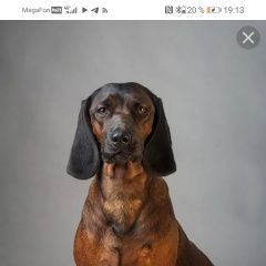 Подробнее об объявлении «Анапа Пропала собака кобель» Фото: пропала собака  «Анапа Пропала собака кобель» в г. Анапа