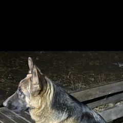 Подробнее об объявлении «Пропала собака Дегтярск» Фото: пропала собака  «Пропала собака Дегтярск» в г. Дегтярск