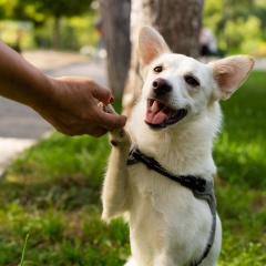 ���� ������� ������