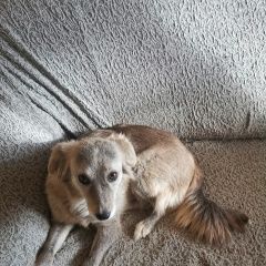 Подробнее об объявлении «Орск Пропала собака» Фото: пропала собака  «Орск Пропала собака» в г. Орск