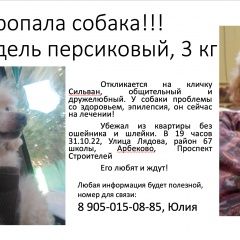 Подробнее об объявлении «Пенза Пропала собака кобель той-пудель. карликовый. персиковый 3 кг» Фото: пропала собака Пудель «Пенза Пропала собака кобель той-пудель....» в г. Пенза