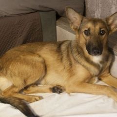 Подробнее об объявлении «Пропала собака Ставрополь» Фото: пропала собака  «Пропала собака Ставрополь» в г. Ставрополь