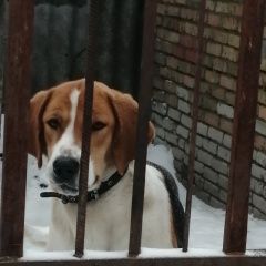 Подробнее об объявлении «Пенза Пропала собака» Фото: пропала собака  «Пенза Пропала собака» в г. Пенза