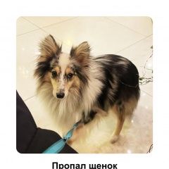 Подробнее об объявлении «Москва Пропала собака шелти» Фото: пропала собака  «Москва Пропала собака шелти» в г. Москва