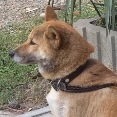 Подробнее об объявлении «Анапа Пропала собака кобель» Фото: пропала собака  «Анапа Пропала собака кобель» в г. Анапа