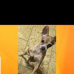 Подробнее об объявлении «Анапа Пропала собака той терьер» Фото: пропала собака Русский той-терьер «Анапа Пропала собака той терьер» в г. Анапа