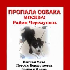 Подробнее об объявлении «Москва Пропала собака кличка мята» Фото: пропала собака Бордер колли «Москва Пропала собака кличка мята» в г. Москва